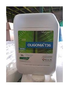 Oligonia T36