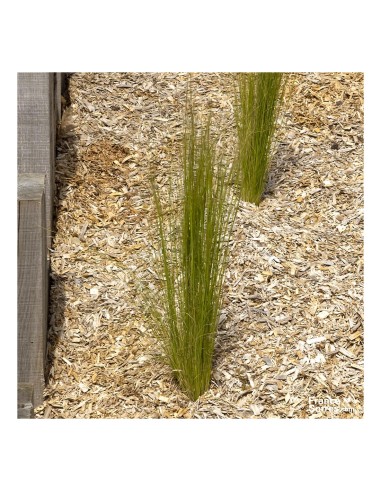 Miscanthus